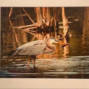 8x10 photo in a 11x14 matte. I personally took this photo. Blue heron.